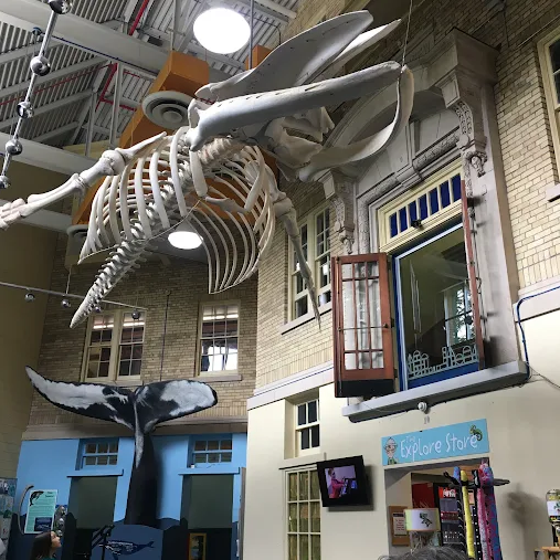Giant whale skeleton hanging inside the London Children